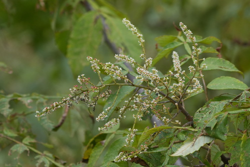 Rhus chinensis, photograph 3