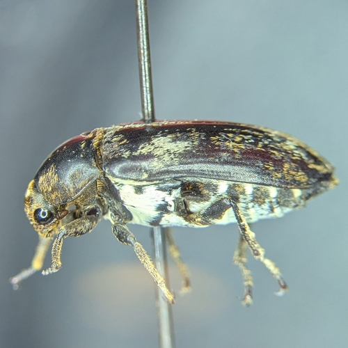 Common Carrion Beetle