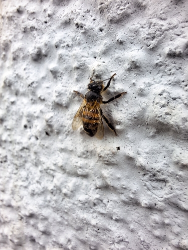 Western Honey Bee