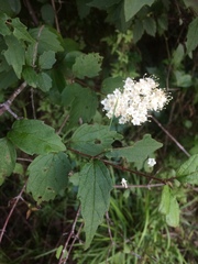 Viburnum scabrellum