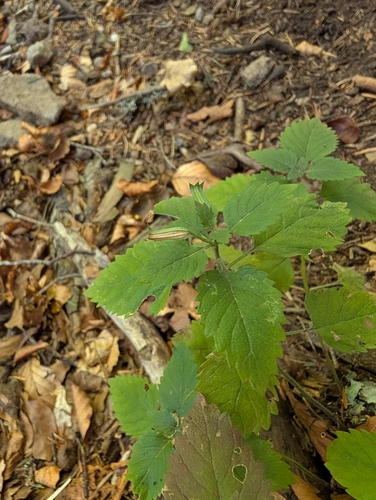 Clinopodium grandiflorum, photograph 2