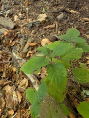 (c) Denys Vynokurov, some rights reserved (CC BY) Clinopodium grandiflorum, photograph (c) Denys Vynokurov, some rights reserved (CC BY)