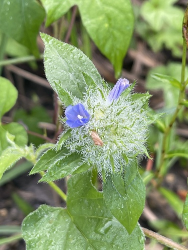 Jacquemontia tamnifolia, photograph 3