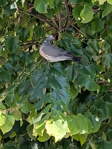 Common Wood-Pigeon