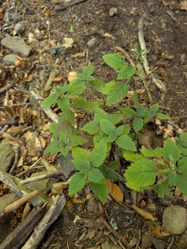 Clinopodium grandiflorum, photograph 3