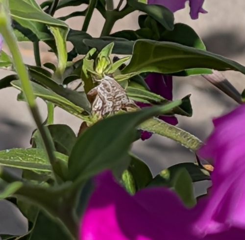Geranium Bronze