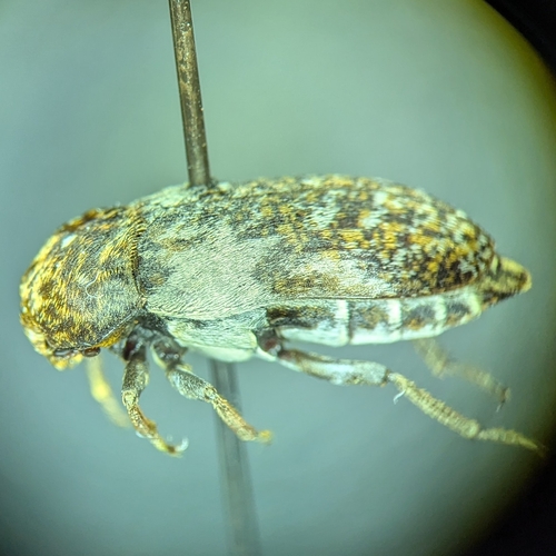 Common Carrion Beetle