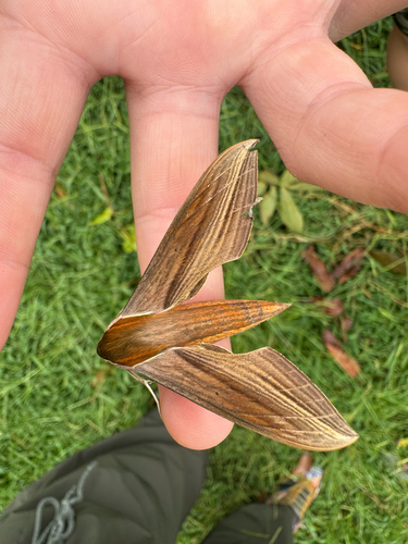 Tersa Sphinx