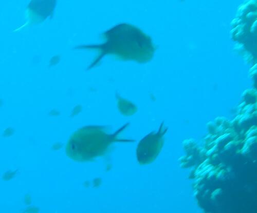 Chromis flavaxilla observed 2026-09-12