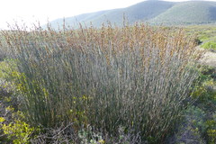 Thamnochortus spicigerus