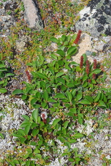 Salix sphenophylla
