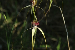 Caladenia lorea