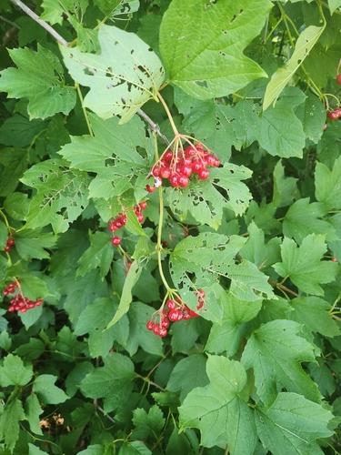 guelder-rose