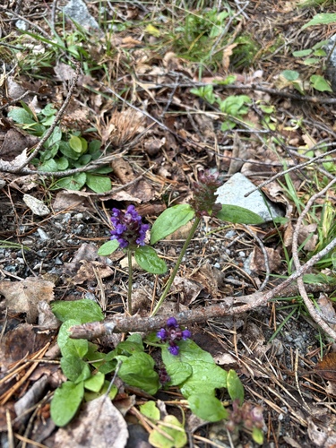 common selfheal