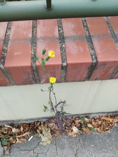 Common Sow-thistle