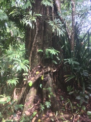 Manilkara spectabilis