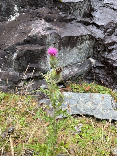 Bull Thistle