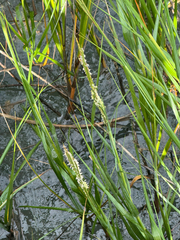 Sporobolus alterniflorus, photograph (c) Shelby Lyn Sanders, some rights reserved (CC BY)