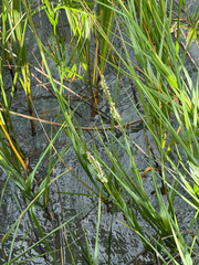 Sporobolus alterniflorus