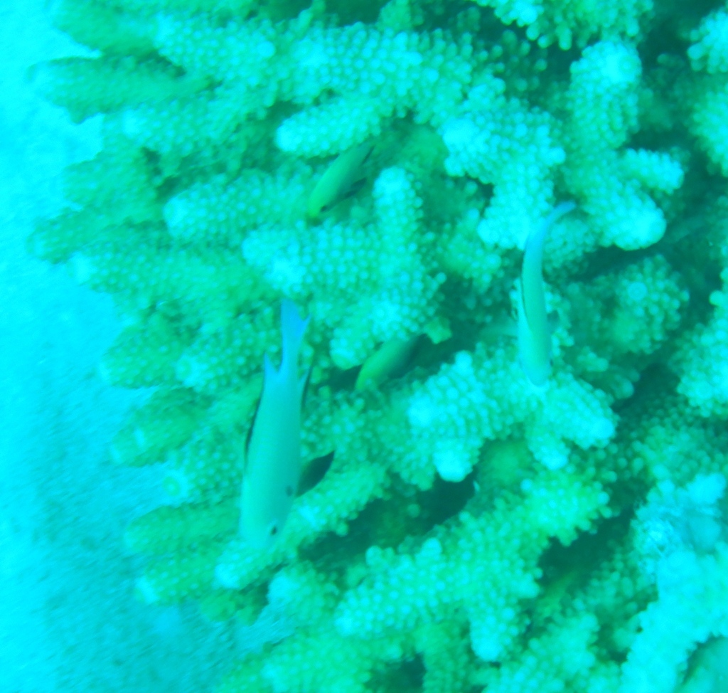 Blackbordered dascyllus