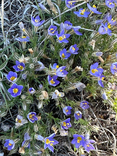 Prickleaf Gilia
