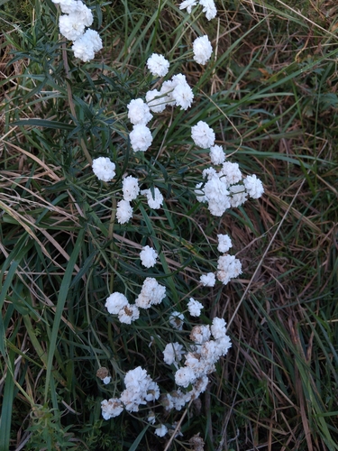 Sneezewort