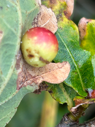 Cherry Gall Wasp