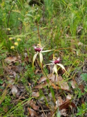 Caladenia heberleana