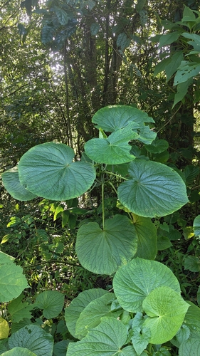 Piper umbellatum, photograph 2