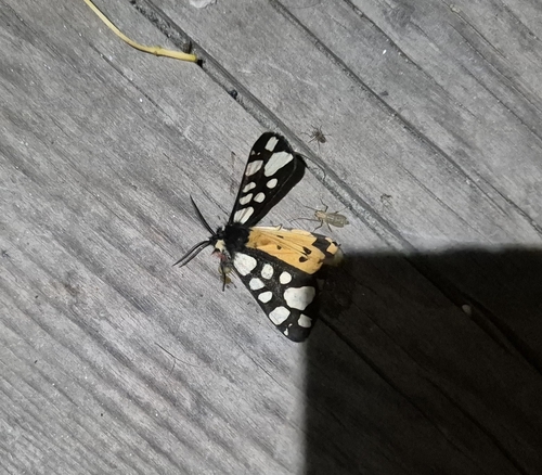 Cream-spot Tiger