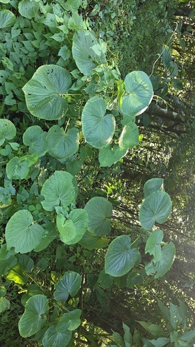 Piper umbellatum, photograph 3