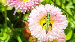 Oedemera nobilis