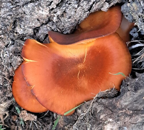 European jack-o'-lantern
