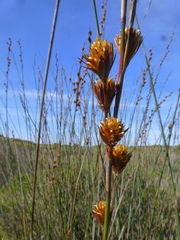 Thamnochortus spicigerus