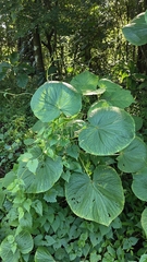 Piper umbellatum, photograph (c) rajesh rocky, some rights reserved (CC BY)