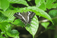 Papilio delalandei