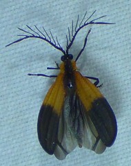 Caenia dimidiata