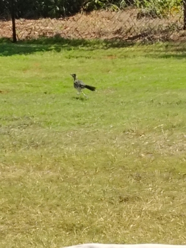Greater Roadrunner