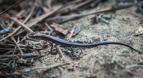 Little Brown Skink