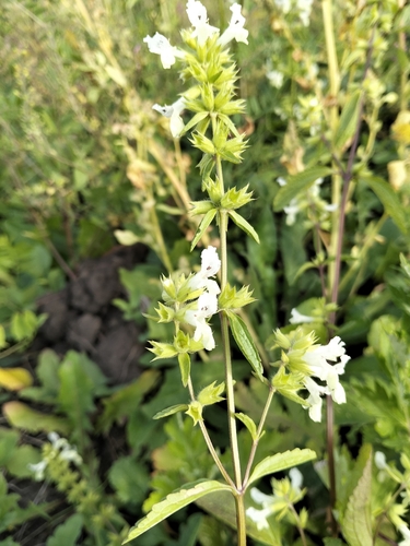 Stachys annua, photograph 4