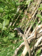 Oxymirus cursor
