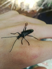 Oxymirus cursor