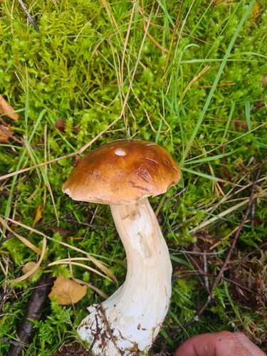 King Bolete