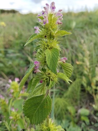 Bifid Hemp-nettle