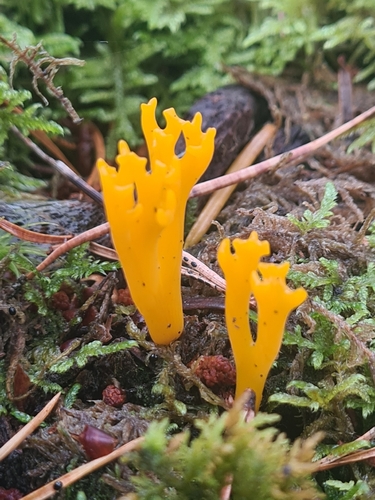 Jelly-antler