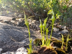 Pterostylis saxosa