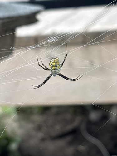 Banded Garden Spider