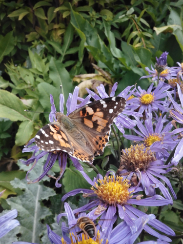 Painted Lady