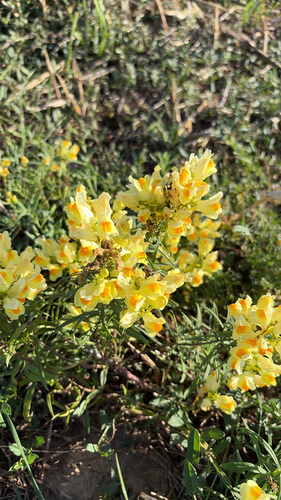 common toadflax