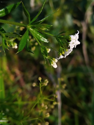 River Bedstraw